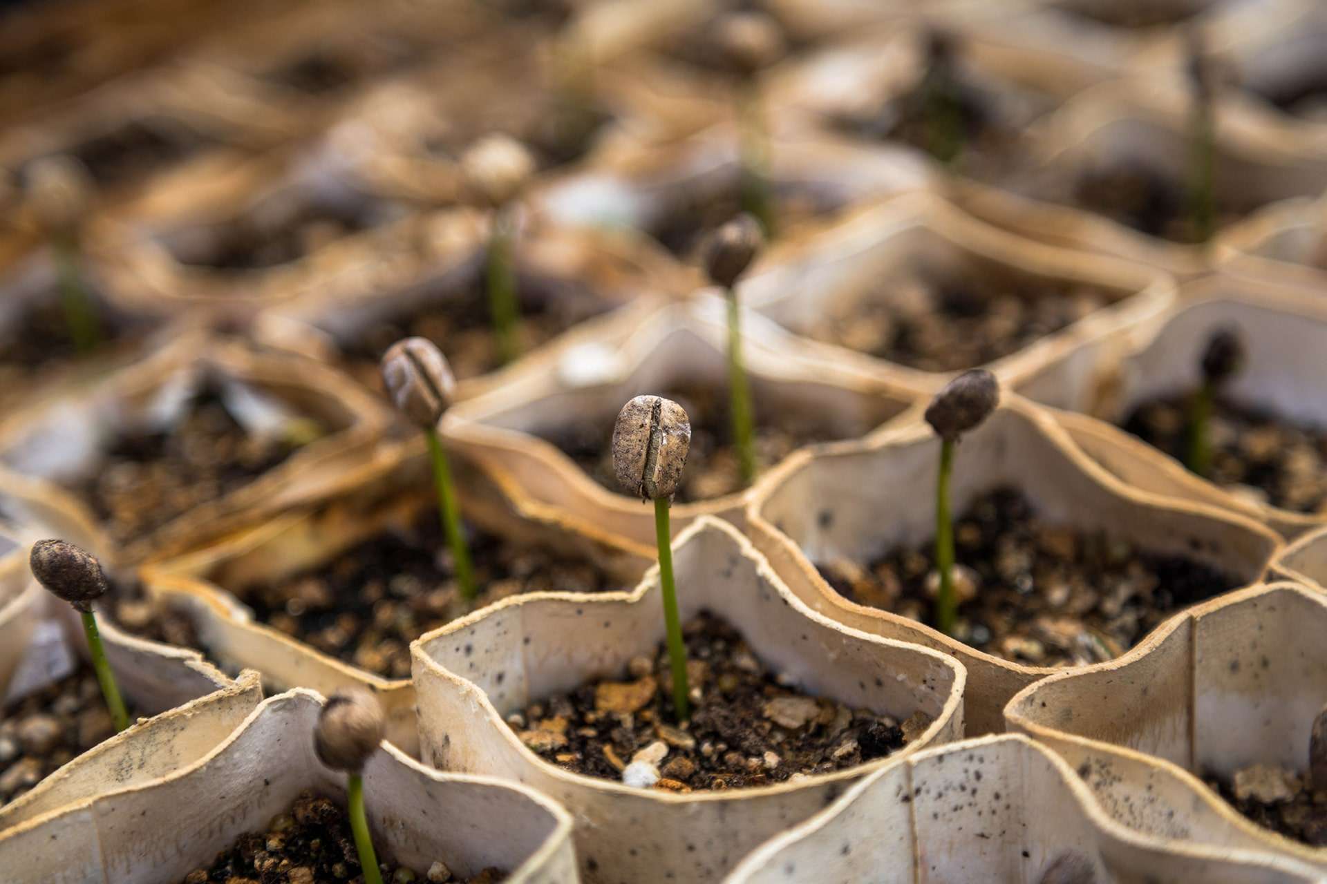 Helpful Guide To Growing Coffee Beans 1 Images 53 min